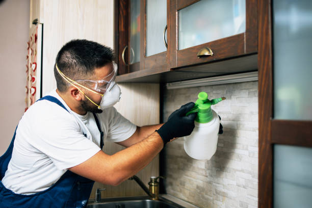 Best Termite Control Services  in Surf City, NJ